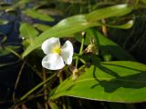 Sagittaria natans