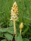 Orobanche centaurina