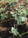 Potentilla kuznetzowii