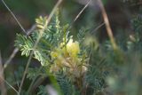 Astragalus aureus