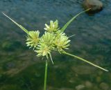 Cyperus eragrostis. Плодоносящее растение. Краснодарский край, городской округ Сочи, мкр-н Хоста, берег р. Хоста, заливаемая в половодье каменная россыпь. Июль 2020 г.