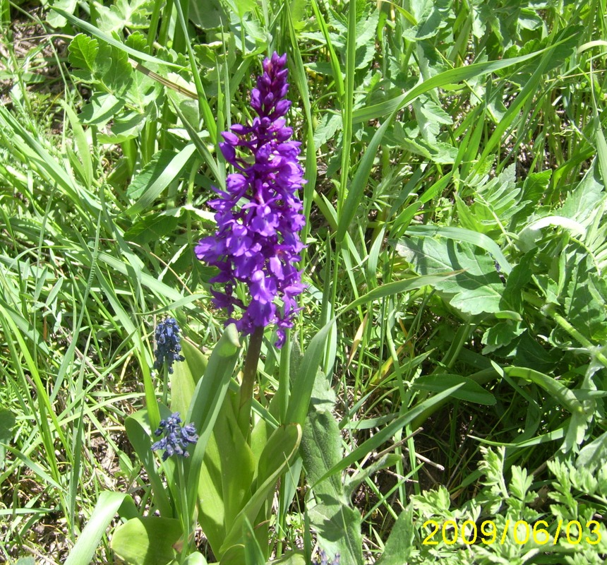 Изображение особи Orchis mascula.