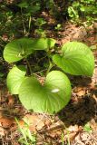 Viola mirabilis