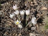 Pulsatilla orientali-sibirica