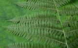 Athyrium filix-femina