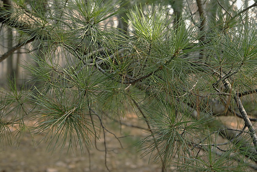 Изображение особи Pinus pumila.