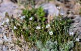 Minuartia verna. Цветущие растения в сообществе с Potentilla. Хакасия, Ширинский р-н, окр. с. Ефремкино, скалы Тогыз-Аз, каменистый склон. 07.06.2022.