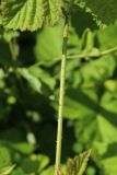 Rubus caesius