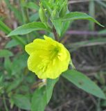 Oenothera rubricaulis. Часть соцветия с одиночным цветком. Владимирская обл., Гусь-Хрустальный р-н, Национальный парк Мещера, берег р. Поль 12.08.2009.