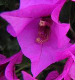 род Bougainvillea