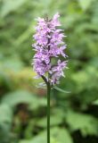 Dactylorhiza fuchsii. Соцветие. Московская обл., Рузский р-н, окр. дер. Товарково. 29.06.2012.