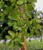 Lagerstroemia indica. Ветвь. Нидерланды, г. Venlo, \"Floriada 2012\". 11.09.2012.