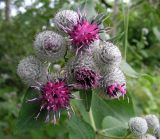 Arctium tomentosum