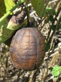 Aristolochia clematitis. Зрелый сухой плод. Украина, Запорожский р-н, Дурная балка, разнотравная степь. 19.08.2011.