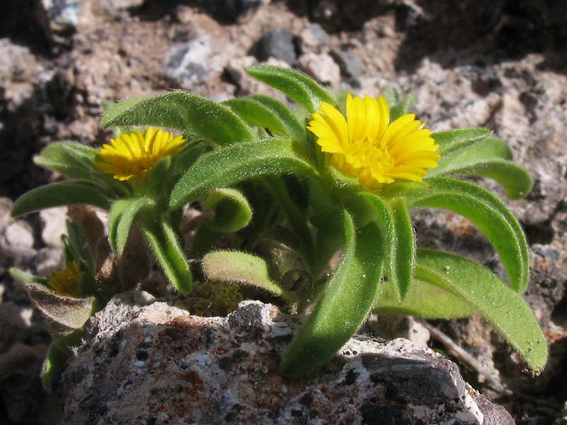 Изображение особи Asteriscus aquaticus.