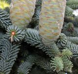 Abies pinsapo