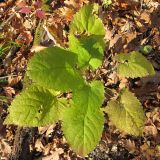 Salvia glutinosa. Розетка прикорневых листьев. Краснодарский край, Абинский р-н, окр. ст. Шапсугская, хр. Грузинка, широколиственный лес. 03.11.2013.