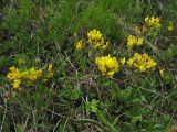 Chamaecytisus ratisbonensis