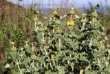 Phlomis fruticosa