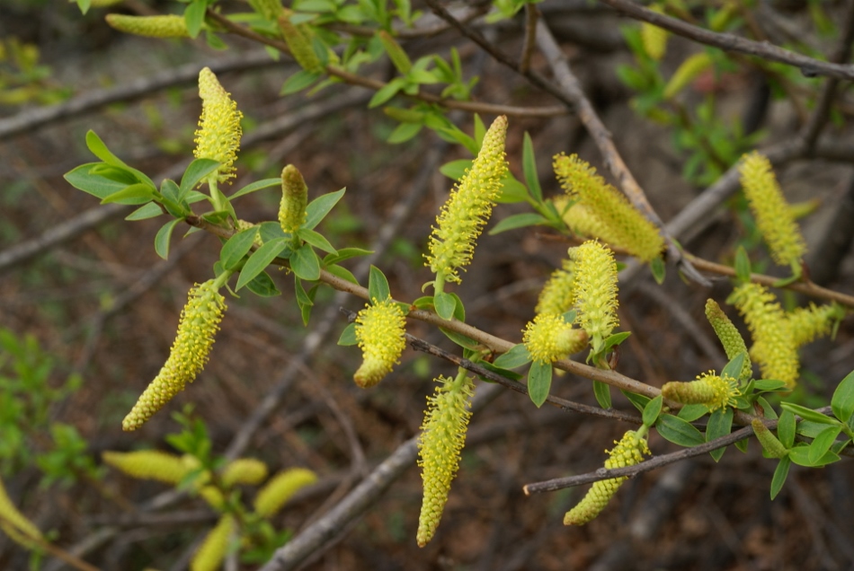 Image of Salix nipponica specimen.