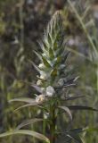 Digitalis lanata