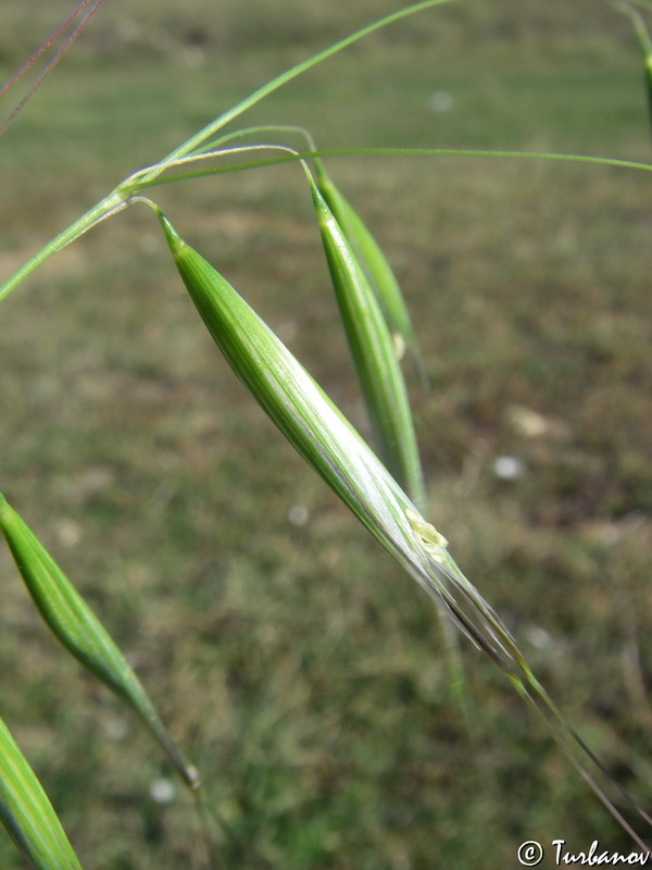 Изображение особи Avena trichophylla.