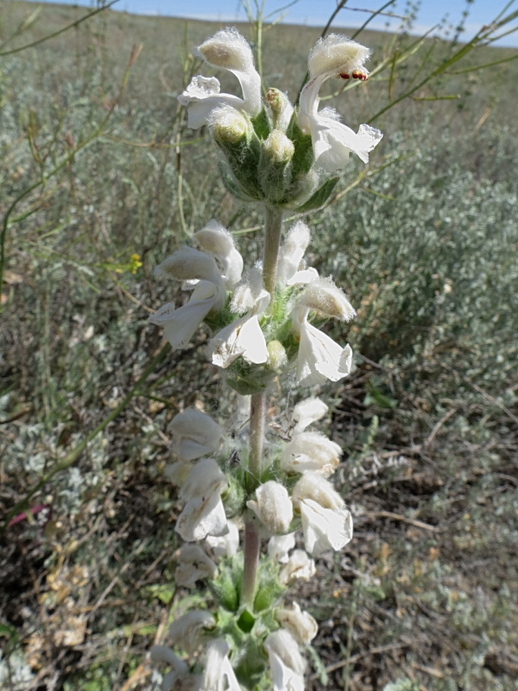 Изображение особи Phlomoides iliensis.