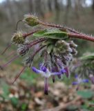 Trachystemon orientalis. Соцветие. Краснодарский край, Сочи, окр. Адлера, лес. 25.02.2015.