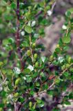 Betula rotundifolia