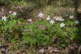 Anemone nemorosa. Цветущие растения. Псковская обл., Пушкиногорский р-н, окр. усадьбы Михайловское, кислично-черничный ельник с примесью берёзы. 08.05.2016.