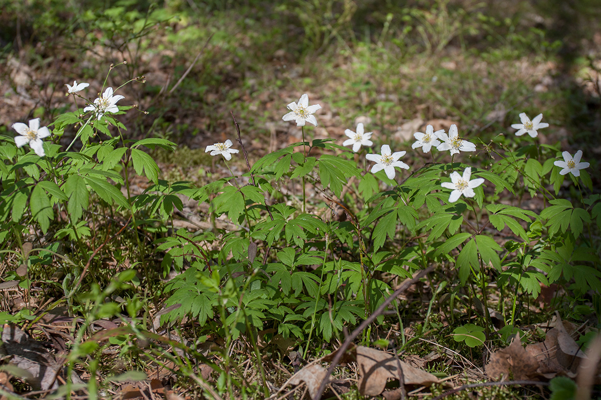 Изображение особи Anemone nemorosa.