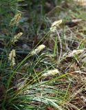 Carex ericetorum