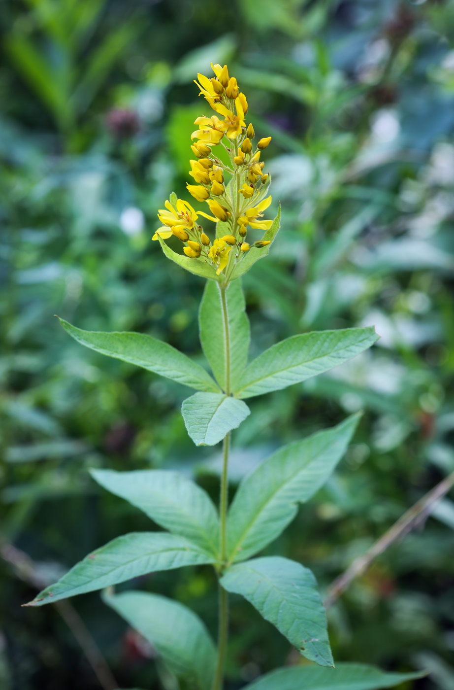 Изображение особи Lysimachia vulgaris.