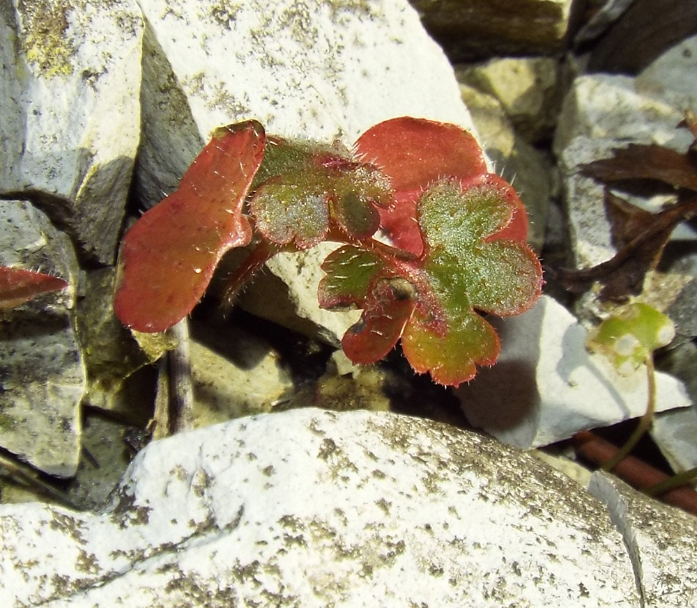 Изображение особи Geranium lucidum.