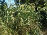 Calamagrostis epigeios