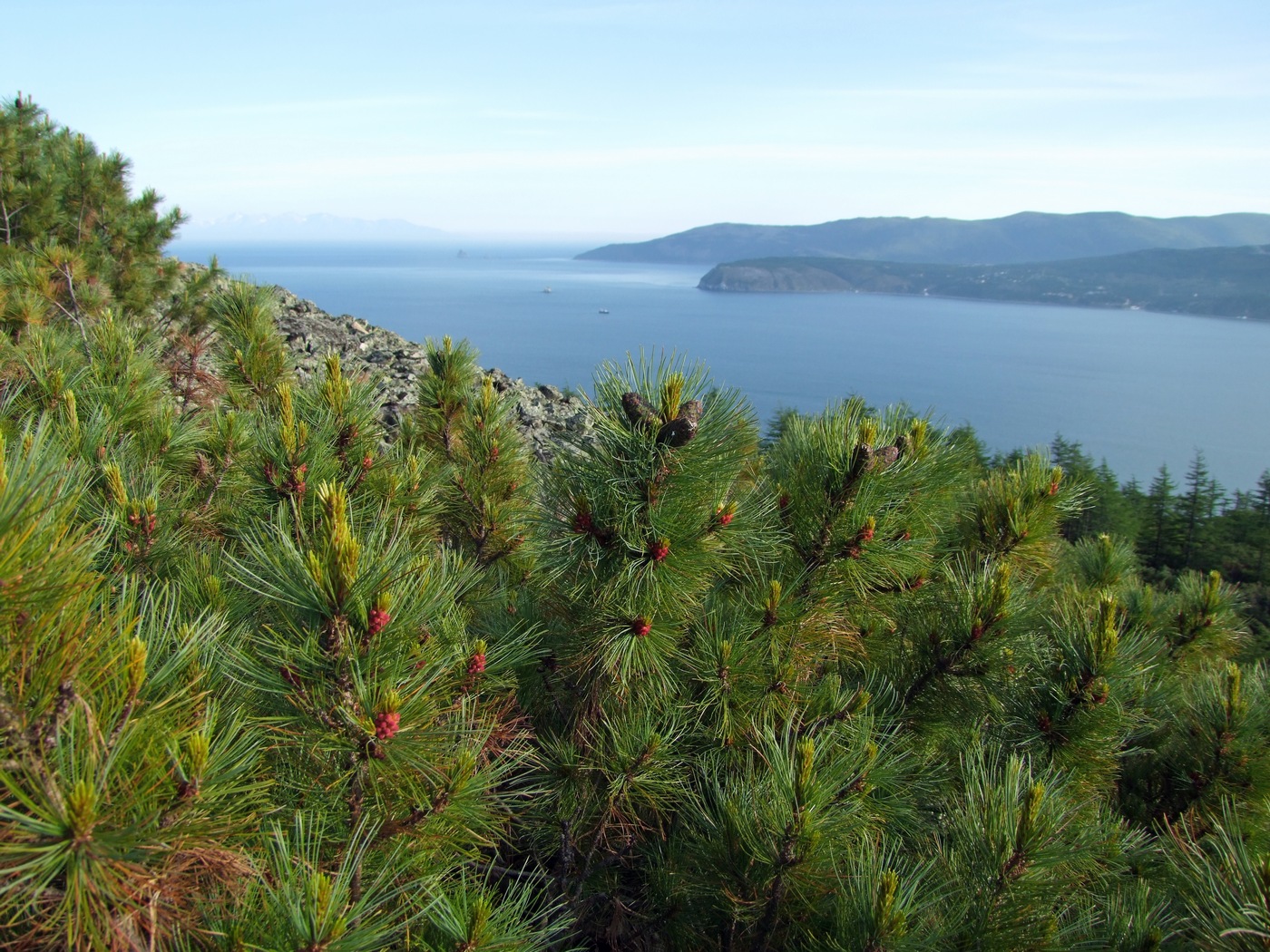 Изображение особи Pinus pumila.