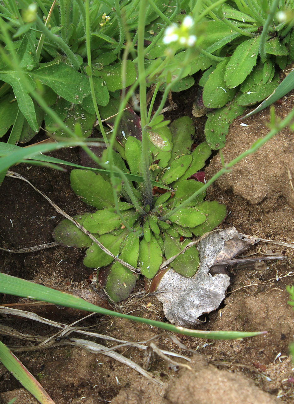 Изображение особи Arabidopsis thaliana.