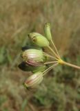 Ferula caspica. Зонтичек при плодах. Крым, Керченский п-ов, окр. мыса Чауда, опустыненная степь. 25 июня 2017 г.