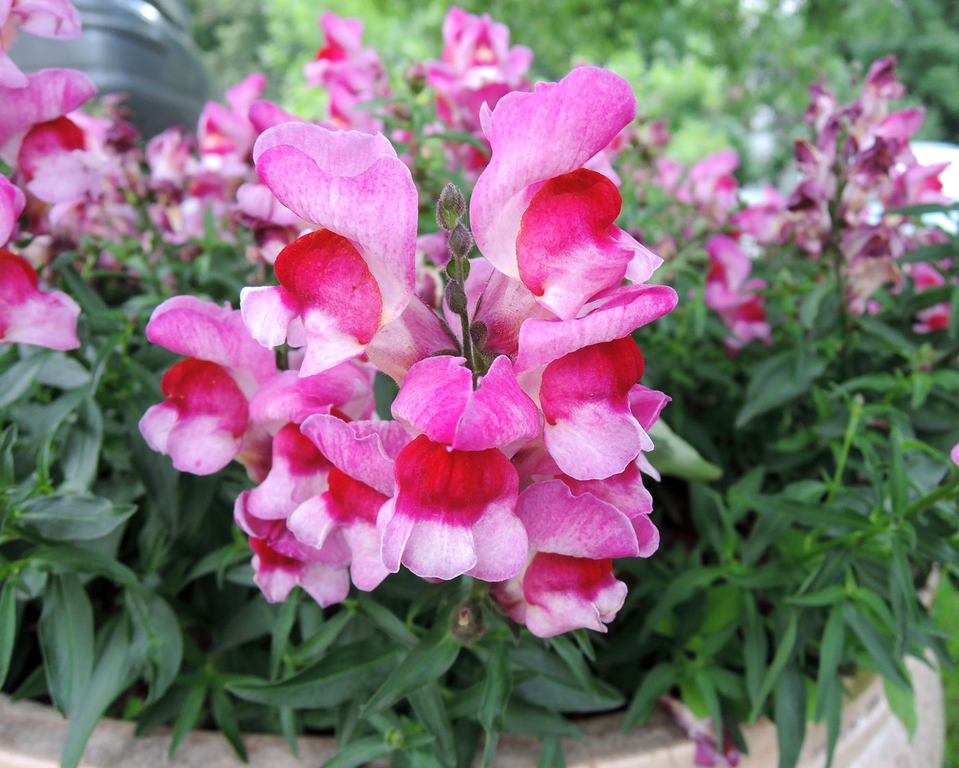 Изображение особи Antirrhinum majus.