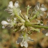 Astrodaucus littoralis