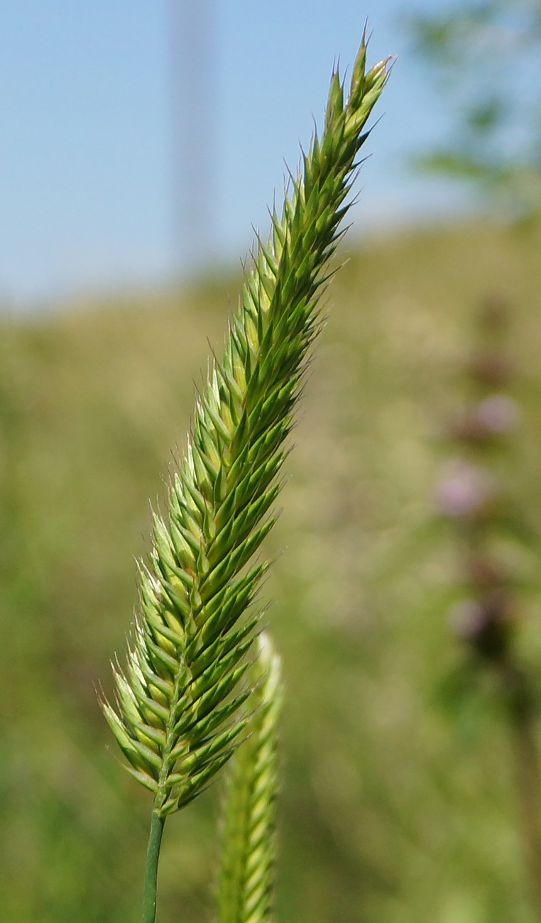 Изображение особи Agropyron cristatum.