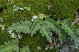 Polypodium vulgare