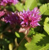 Sedum spurium. Соцветие (на фоне листьев Fragaria × ananassa). Пермский край, г. Пермь, Свердловский р-н, территория кладбища \"Южное\", в культуре. 24.07.2017.