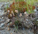 Gastrolychnis uniflora. Плодоносящее растение. Республика Саха (Якутия), Момский р-н, горная система Черского, хр. Улахан-Чистай, высокогорный массив Буордах, окр. оз. Кытын-Кюэль. 21.07.2012.