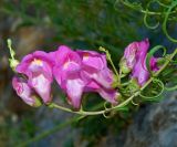 Antirrhinum majus