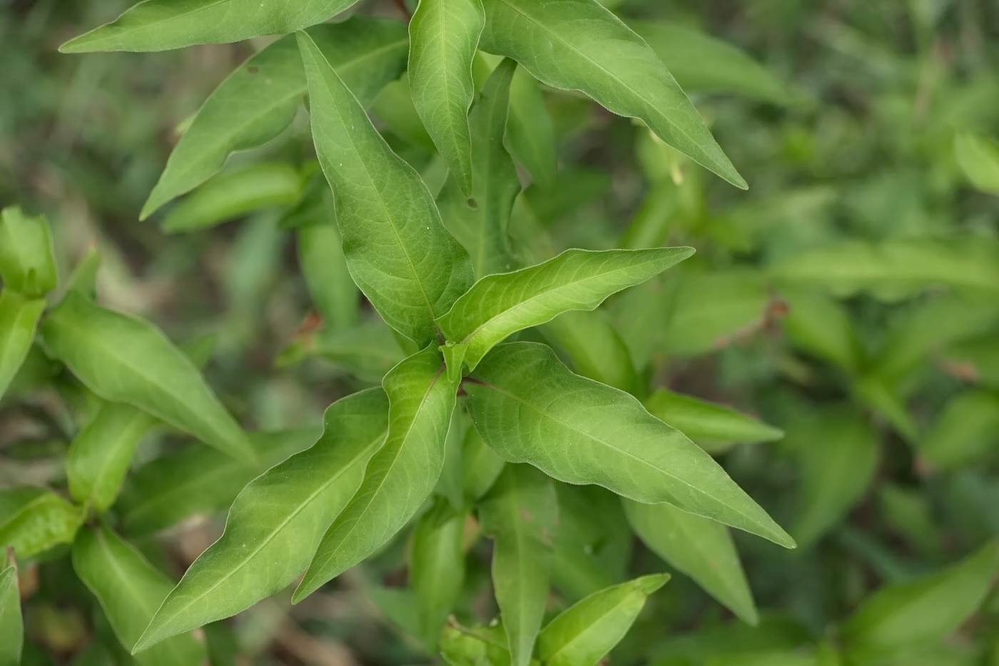 Изображение особи род Persicaria.