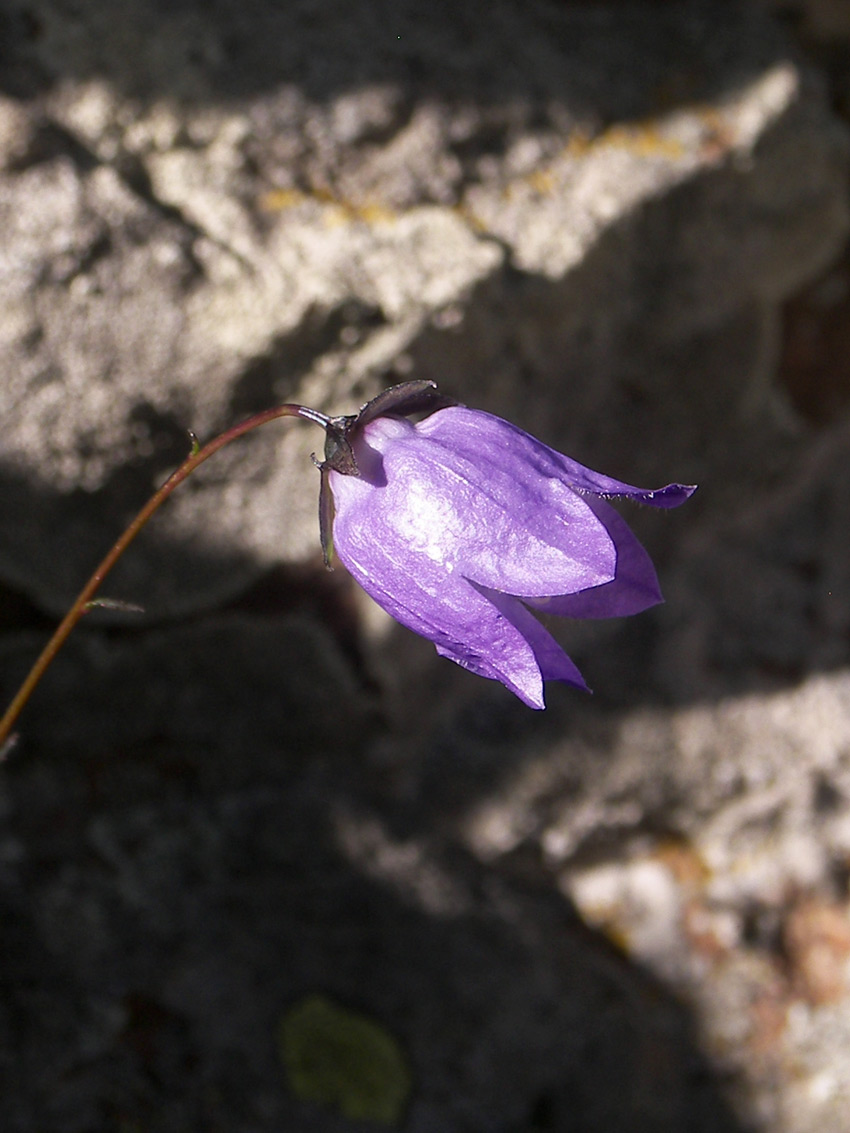 Изображение особи Campanula calcarata.