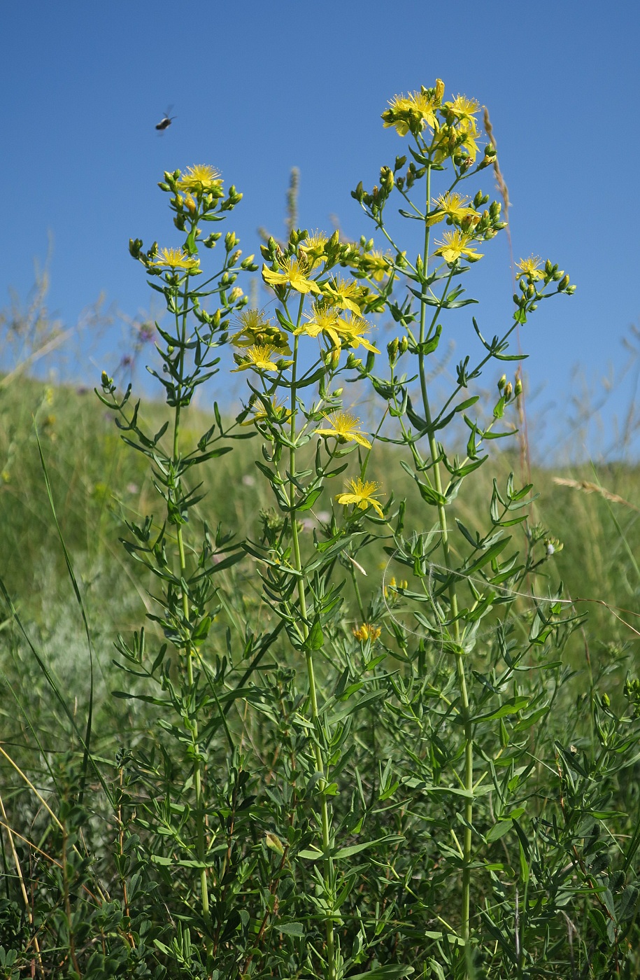 Изображение особи Hypericum elegans.