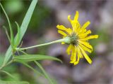 Hieracium filifolium. Верхушка побега с соцветием. Псковская обл., Пустошкинский р-н, зеленомошный сосновый лес. 28.07.2019.