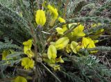 Astragalus buchtormensis